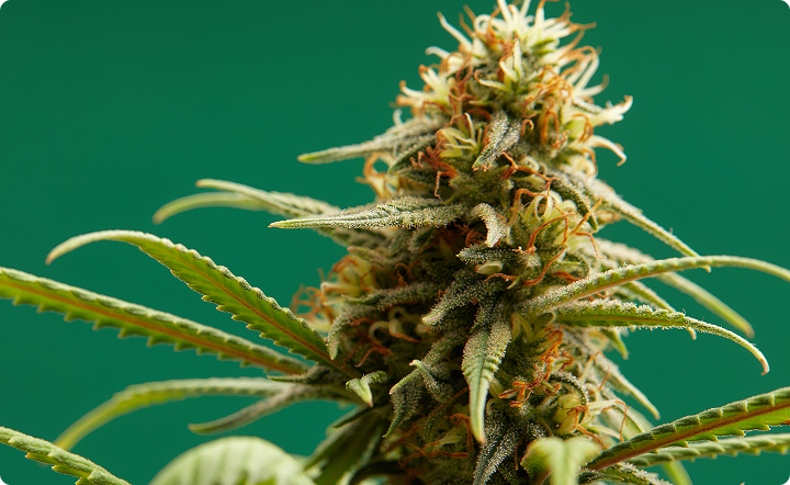 Top 10 nasion marihuany dla&nbsp;początkujących