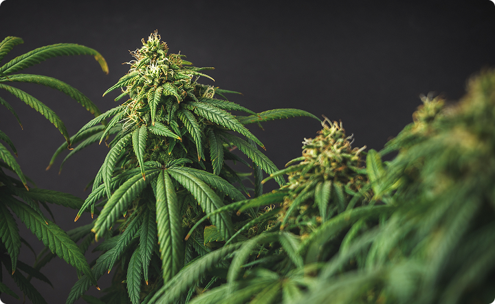 Top 10 nasion marihuany dla&nbsp;początkujących