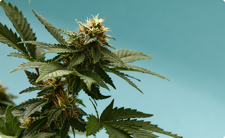 Top 10 nasion marihuany dla&nbsp;początkujących